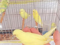 Çift yavru veren muhabbet kuşları