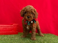 Safkan Toy Poodle Bebekler