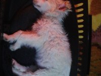 Dünya güzeli köpeğimiz arya