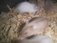 Hamster Gonzales ve Suriye