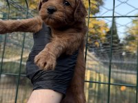 Red brown maltipoo yavrum