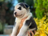 6 Tane Çok Sağlıklı Sibirya Kurdu Yavrularımız