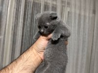 3 erkek scottish fold yavrum