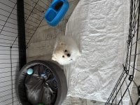 8 aylık pomeranian