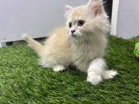 British Longhair Gold