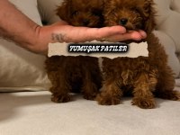 Orjinal Kore Poodle Köpekler