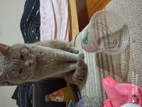 lilac erkek british shorthair