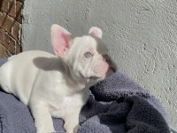 A KALİTE FRENCH BULLDOG YAVRULARIMIZ TESLİME HAZIR