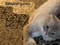 Tüy dökmez aşıları tam yapılmış scottish fold