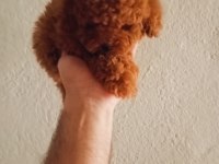 Poodle yavrularımız mini ve toy boy renk renk