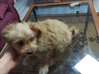 Maltipoo dişi yavru köpeğimiz