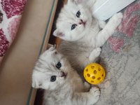 Scottish fold 2 aylık
