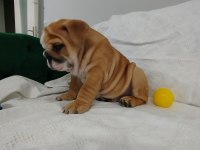 ANATOMİ HARİKASI İNGİLİZ BULLDOG BEBEKLER