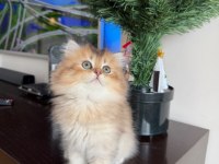 GOLDEN BRİTİSH LONGHAİR