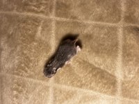 Yavru Suriye Hamster