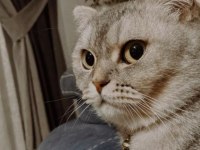 Scottish fold