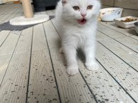 Kediler yeni yuvalarını arıyorlar