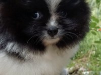 Garantili ayı surat pomeranian erkek