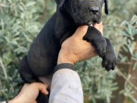 Devasal Cane Corso Yavrular