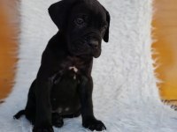 A SCR KIF FCI BELGELİ CANE CORSO YAVRULAR
