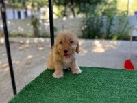 MALTİPOO GÜZELLİKLER MAMA KARŞILIĞINDA VERİLECEKTİR