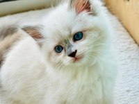 Yurtdışından Anne ve Baba Şecereli Ragdoll Yavru Kediler
