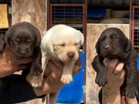 Sevimli Labrador bebeklerimiz