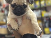 HAMBURGER SURAT GÜL KUYRUK PUG MOPS YAVRULAR