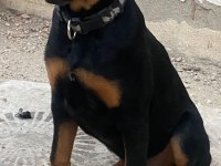 Afyon Merkez 7 Aylık Erkek Rottweiler