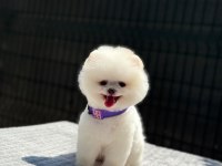 Enerjik Oyun Dostu Pomeranian