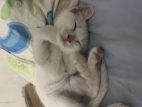 2,5 aylık kediler