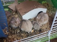 Kahverengi Hamster Yavrular