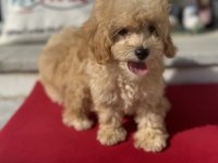 Profesyonel çiftlikde ziyarete açık maltipoo