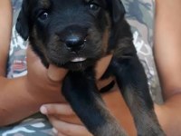 Rottweiler yavrular