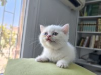 Kedimize çok uyguna vereceğim