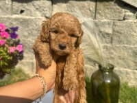 Red Brown Poodle Yavrularım