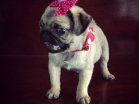 PUG MOPS BEBEKLER