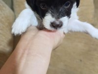 Terrier yavrularımıza acil yuva aranıyor