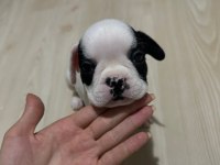 Akıllı french bulldog oyun köpeği