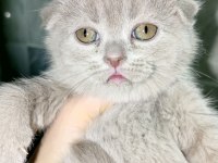 Sevimli scottish fold minnaklar