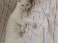 1 Yaşında Scottish Shorthair