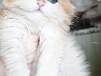 Show kalite dişi british longhair