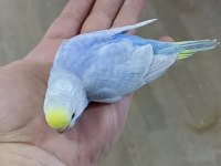 Alıştırmalık Rainbow ve Çek Muhabbet Kuşu Yavrular