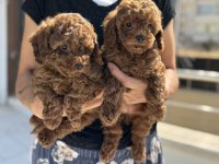 Ruhsatlı çiftlikde ziyarete açık toy poodle yavrular