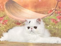 Safkan şecereli iran kedileri