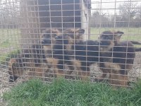 Alman çoban köpeği 4 aylık erkek