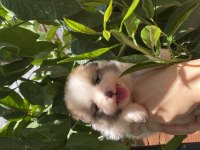 POMERANİAN BOO YAVRU