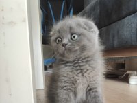 Gri scottish fold dişi ve erkek kedi