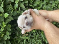 Güncel Kaliteli French Bulldog Yavrular
