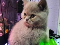 Dişi ve Erkek British Shorthair Yavrular Yer Isparta Merkez